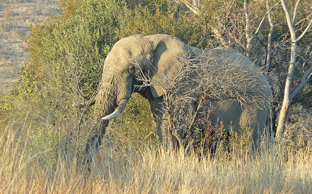 ‘Social media undermining elephant conservation’