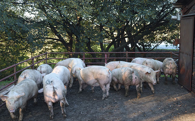 grower pigs