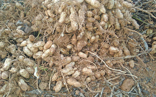 Groundnut production in Sudan