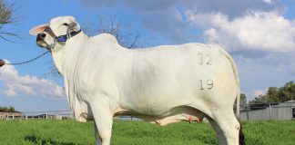 record price in-calf brahman cow sold