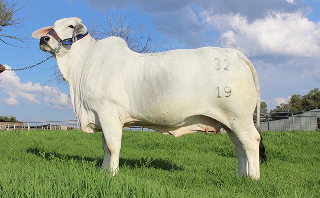 In-calf Brahman cow sells for record price of R1,2 million