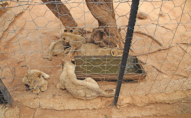 ‘Adverse consequences of lion cub petting’