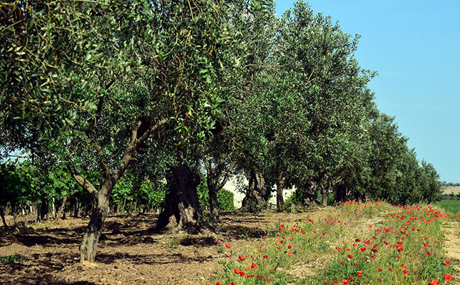 Olives: The fruit of Italy’s migrant exploitation Olives: The fruit of Italy’s migrant exploitation