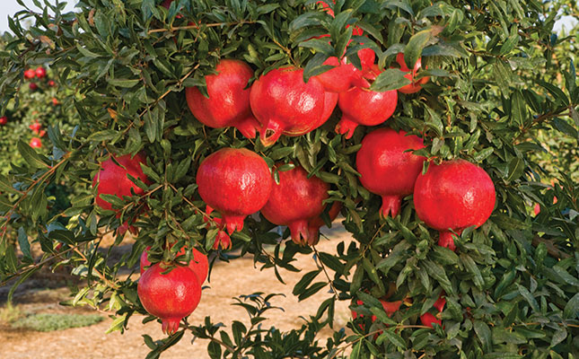 Pomegranate: a superfood that thrives in the Klein Karoo