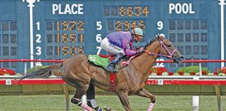 race horses can suffer from upper airway collapse