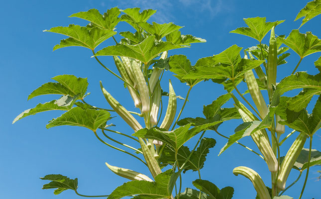How to grow okra in South Africa