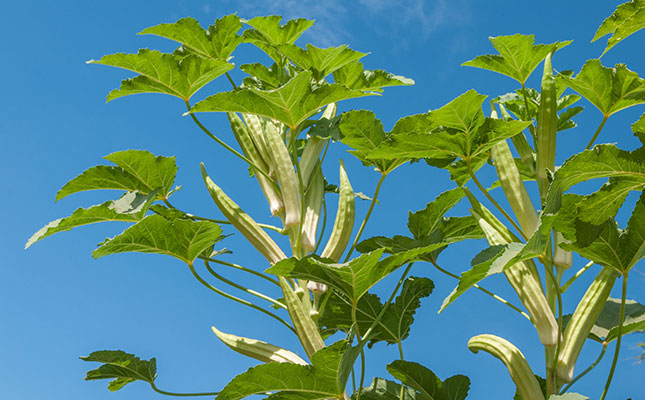 How to grow okra in South Africa How to grow okra in South Africa