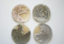 Pure cultures of four Streptomyces species