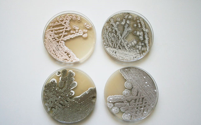 Pure cultures of four Streptomyces species