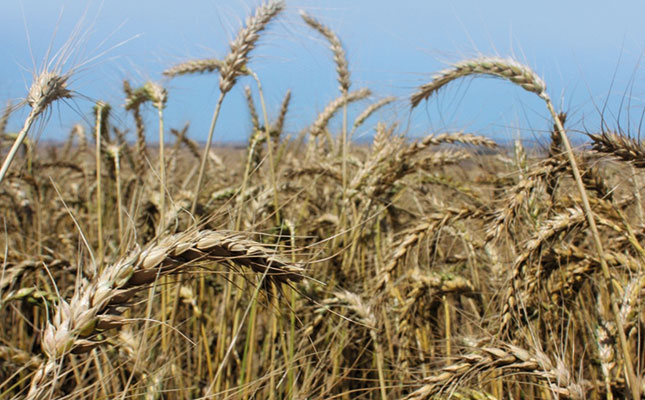Zimbabwe wheat crop volumes hit record