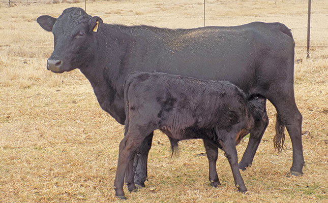 dexter cow and calf