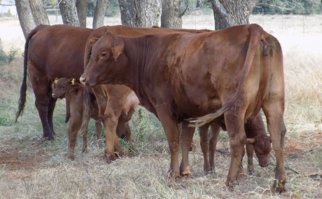 US$98 million initiative to restore rangelands in Botswana