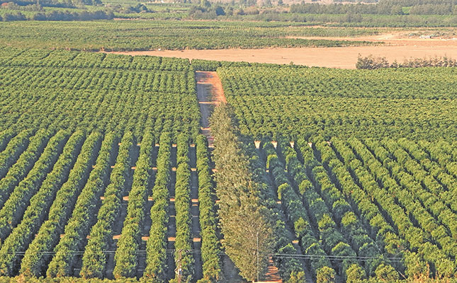 Tough season strains SA’s citrus export growth