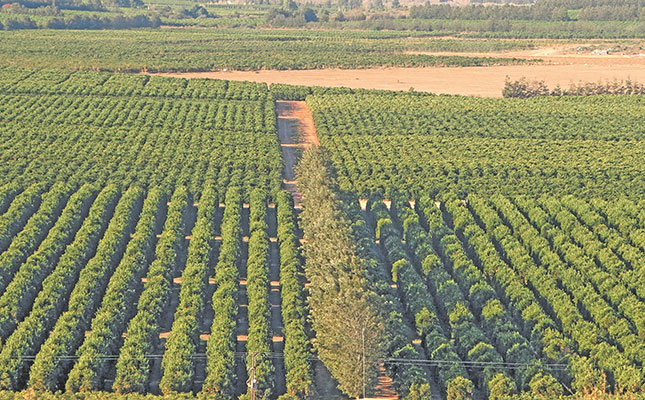 Tough season strains SA’s citrus export growth Tough season strains SA’s citrus export growth