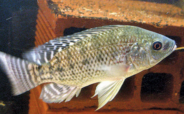 Plans for more Nile tilapia farming in Zimbabwe Plans for more Nile tilapia farming in Zimbabwe