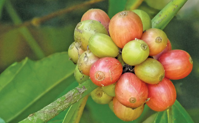 Farming in Africa: producing coffee and cocoa in Côte d’Ivoire