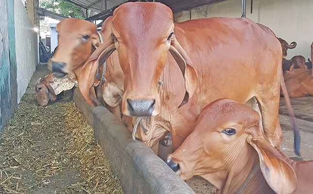 Small-scale and subsistence farmers: 'The backbone of India's mega dairy  industry'