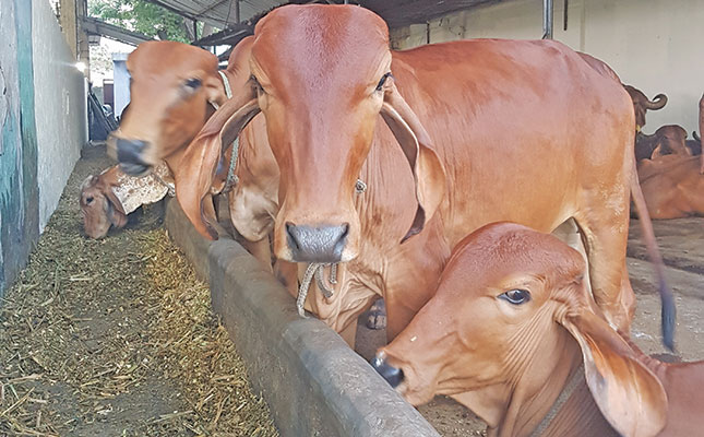 Small-scale and subsistence farmers: ‘The backbone of India’s mega dairy industry’