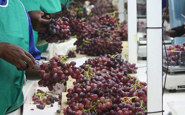 Table grape volumes expected to decline