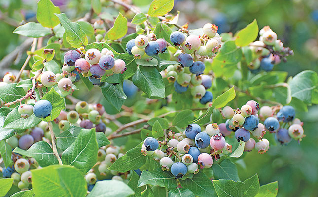 A guide to optimising blueberry production