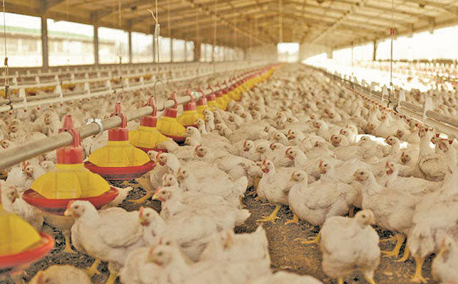 Hopes for poultry sector growth, despite challenges