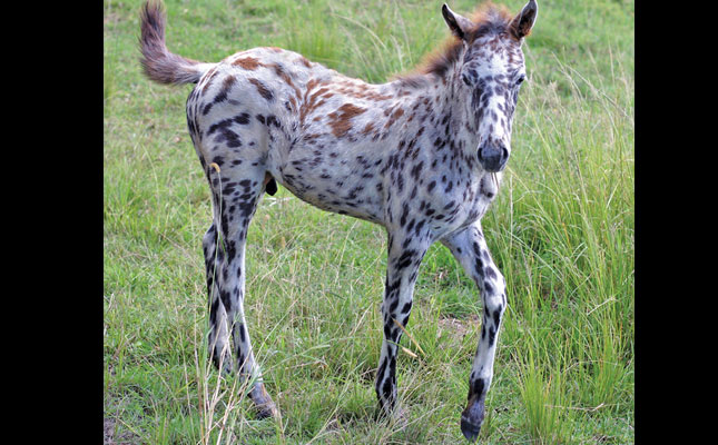 Should you start handling foals early? Should you start handling foals early?
