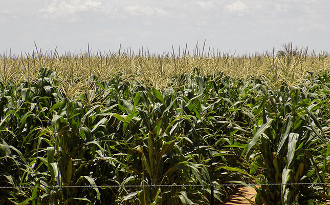 Sharp increase in area planted to crops in Zimbabwe