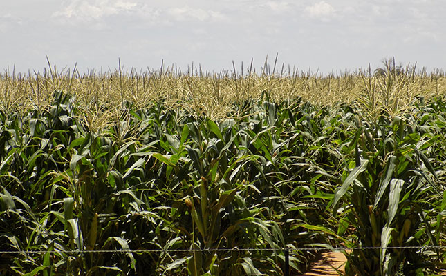 Sharp increase in area planted to crops in Zimbabwe Sharp increase in area planted to crops in Zimbabwe