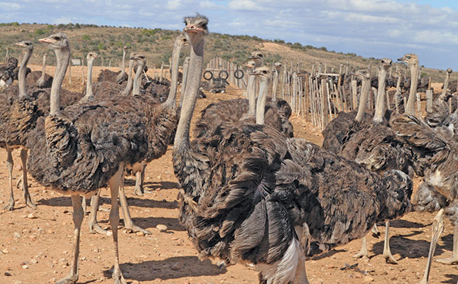 SA’s ostrich industry gets serious about animal welfare