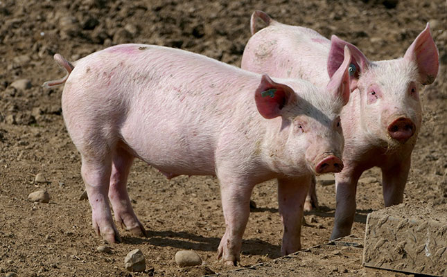 UK pig numbers down on the back of high feed costs