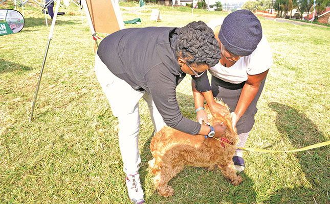Agri department issues rabies alert for the Festive Season