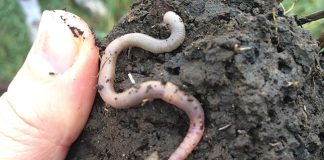 soil health earthworm