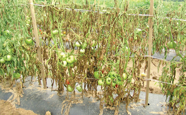 Bacterial wilt: a threat in tropical and subtropical areas Bacterial wilt: a threat in tropical and subtropical areas
