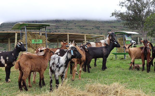 Joint venture aims to improve Eastern Cape veld goat industry Joint venture aims to improve Eastern Cape veld goat industry