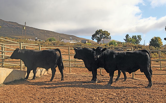 Maximise dairy profits with beef semen