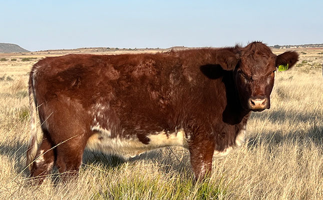 Beef Shorthorn: a breed made for crossbreeding!