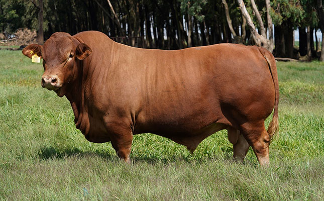 Beefmaster: ‘Perfectly bred for the beef producer’
