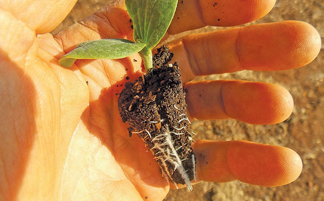 Cucurbit planting strategies Cucurbit planting strategies