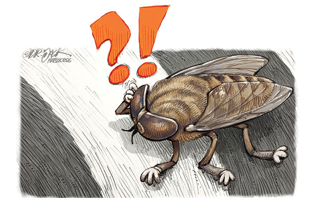 Why a zebra’s stripes may confuse horseflies