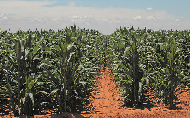 Zimbabwe’s maize imports show a sharp decline in 2022 Zimbabwe’s maize imports show a sharp decline in 2022