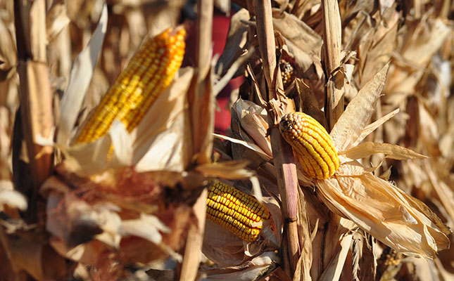 Factors influencing maize yield