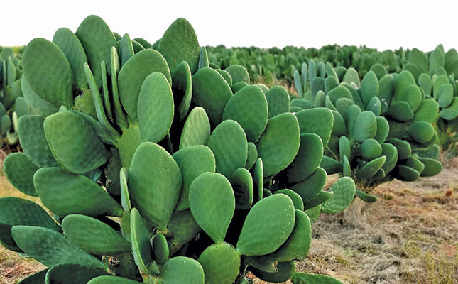 Cactus pear: one crop, three profitable markets