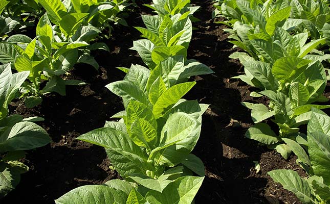 Illicit trade deals SA tobacco industry another blow Illicit trade deals SA tobacco industry another blow