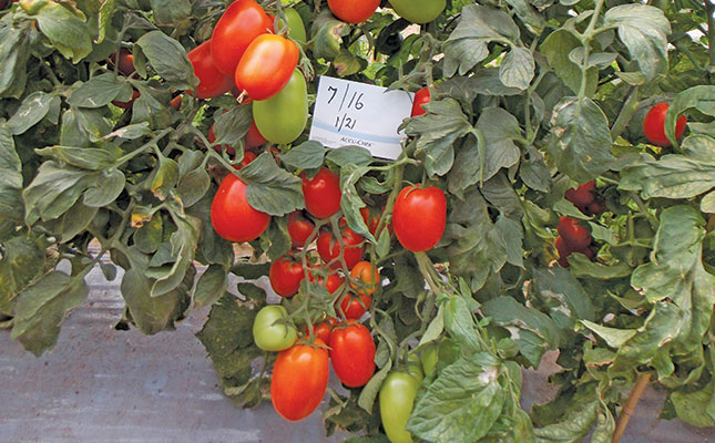The pros and cons of tunnel tomatoes
