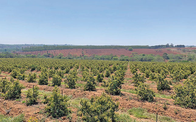 Avocado farmers prove the value of ridging