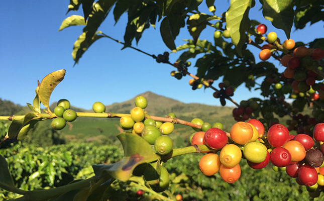 Seven-year peak for soil moisture in Brazil’s sugar, coffee regions