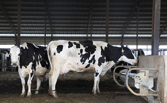 Why nutrition is crucial for dairy cow fertility