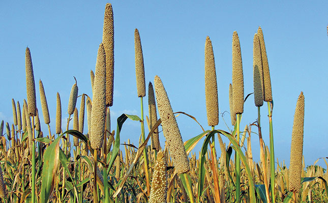 Pest and disease control in pearl millet production