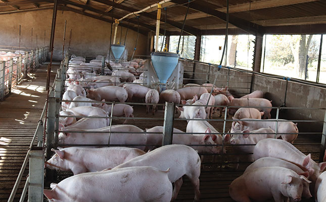 African swine fever spreads to commercial farm