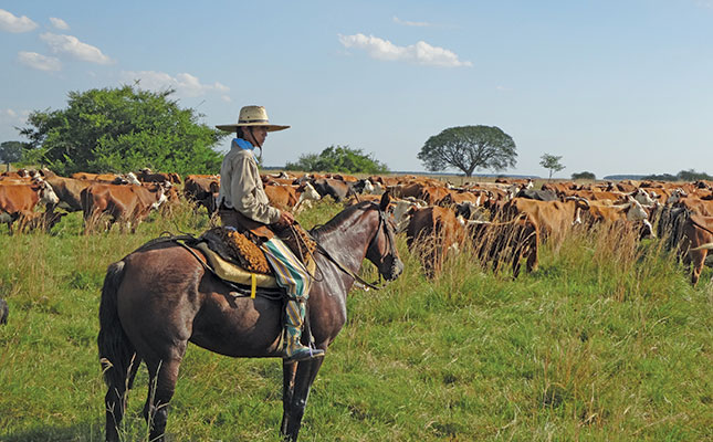 Using horses to manage large herds of cattle